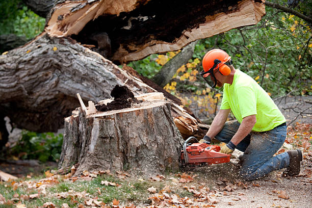 Dead Tree Removal in Chaparral, NM